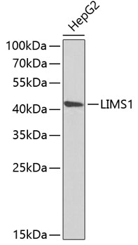 Anti-LIMS1 Antibody (CAB6384)