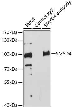 Anti-SMYD4 Antibody (CAB2337)