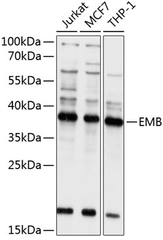 Anti-EMB Antibody (CAB10423)