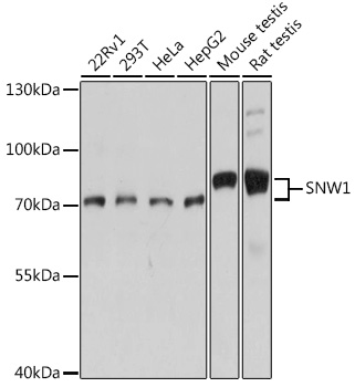 Anti-SNW1 Antibody (CAB14580)