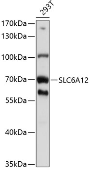 Anti-SLC6A12 Antibody (CAB10378)