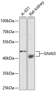 Anti-GNAI3 Antibody (CAB1922)