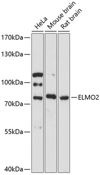 Anti-ELMO2 Antibody (CAB13785)