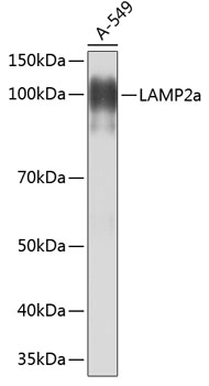 Anti-LAMP2a Antibody