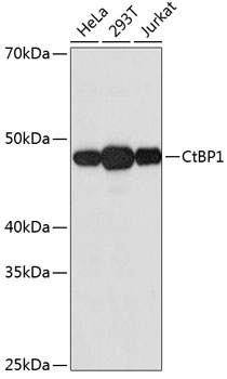 Anti-CtBP1 Antibody