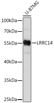 Anti-LRRC14 Antibody (CAB17057)