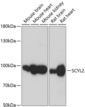 Anti-SCYL2 Antibody (CAB13178)