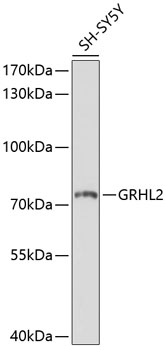 Anti-GRHL2 Antibody (CAB10153)