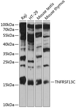 Anti-TNFRSF13C Antibody (CAB14299)