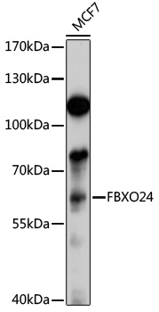 Anti-FBXO24 Antibody