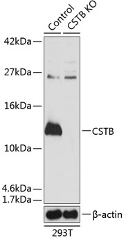 Anti-CSTB Antibody [KO Validated] (CAB19961)