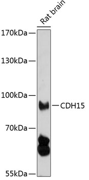 Anti-CDH15 Antibody (CAB13794)