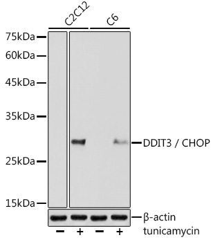 Anti-DDIT3 / CHOP Antibody (CAB6504)