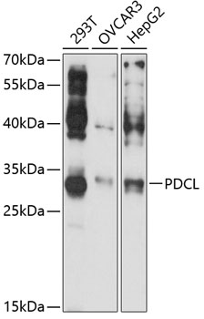 Anti-PDCL Antibody (CAB13722)