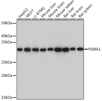 Anti-PSMA1 Antibody (CAB3460)