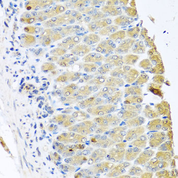 Anti-OGFR Antibody (CAB7074)