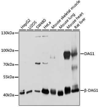 Anti-DAG1 Antibody (CAB10076)