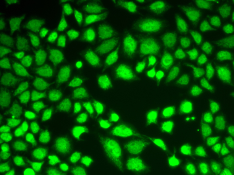 Anti-KDM1 Antibody [KO Validated] (CAB1156)