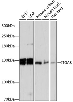 Anti-ITGA8 Antibody (CAB13056)