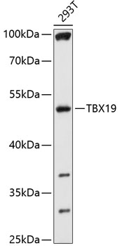 Anti-TBX19 Antibody (CAB10481)