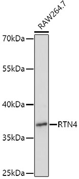 Anti-RTN4 Antibody (CAB3114)