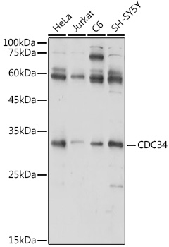 Anti-CDC34 Antibody (CAB5457)