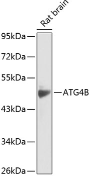 Anti-ATG4B Antibody (CAB14112)