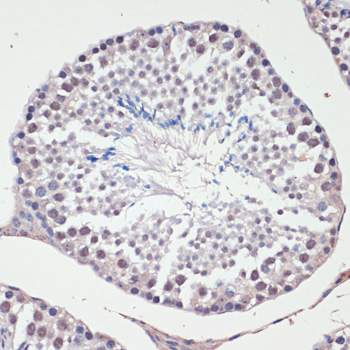 Anti-c-Jun Antibody (CAB11378)