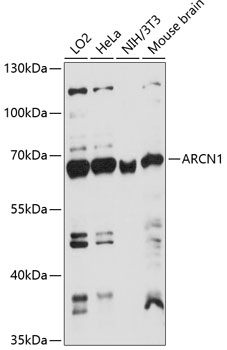 Anti-ARCN1 Antibody (CAB14993)