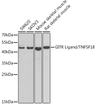 Anti-GITR Ligand/TNFSF18 Antibody (CAB7028)