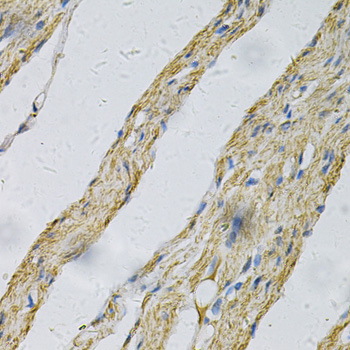 Anti-PRNP Antibody (CAB2583)