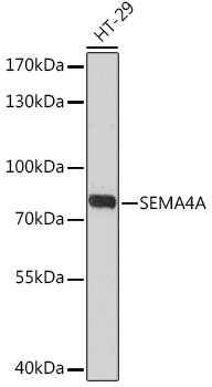 Anti-SEMA4A Antibody (CAB17205)