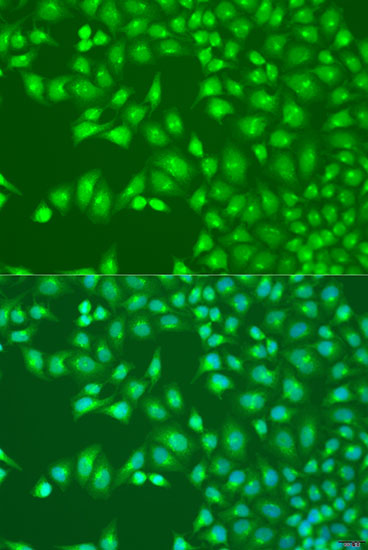 Anti-UBA3 Antibody (CAB15119)