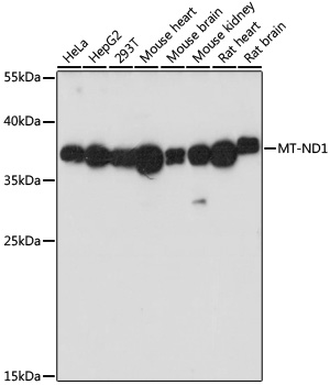 Anti-MT-ND1 Antibody (CAB17967)
