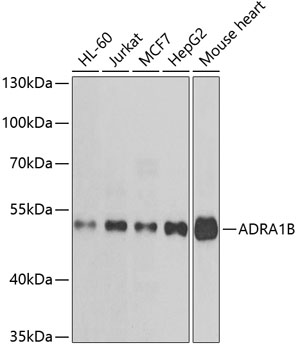 Anti-ADRA1B Antibody (CAB7872)