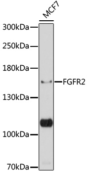 Anti-FGFR2 Antibody (CAB12436)