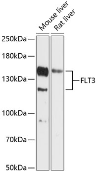 Anti-FLT3 Antibody (CAB12462)