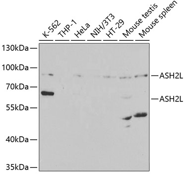 Anti-ASH2L Antibody (CAB5392)