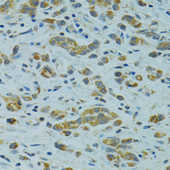 Anti-STX1A Antibody (CAB5570)