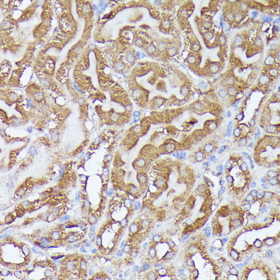 Anti-DLAT Antibody (CAB14530)