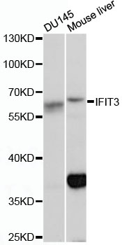 Anti-IFIT3 Antibody (CAB13317)