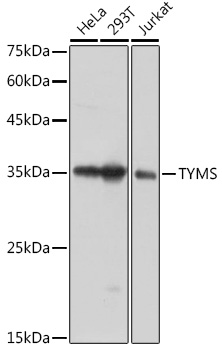 Anti-TYMS Antibody (CAB10441)