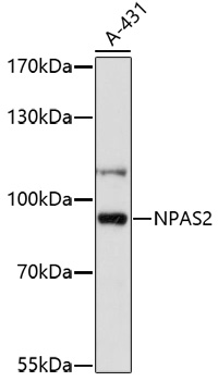 Anti-NPAS2 Antibody (CAB16930)