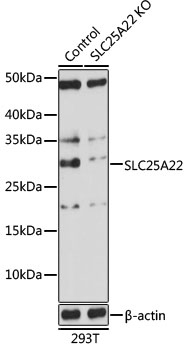 Anti-SLC25A22 Antibody [KO Validated] (CAB17772)