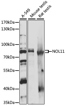 Anti-NOL11 Antibody (CAB15419)