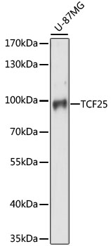 Anti-TCF25 Antibody (CAB15140)