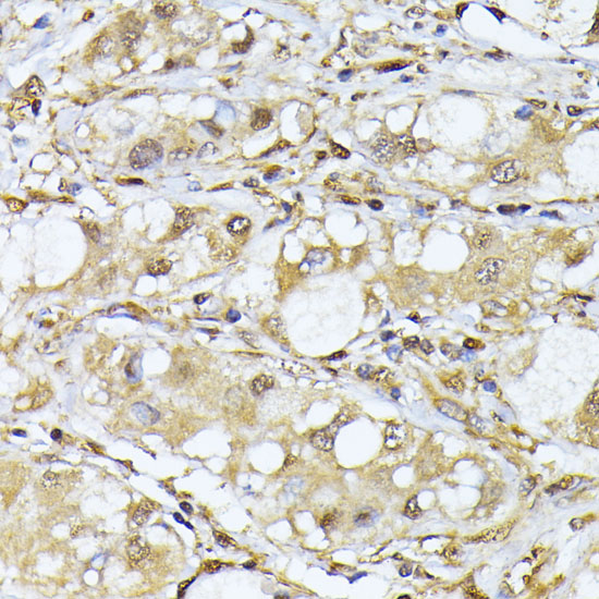 Anti-PSMA7 Antibody (CAB4052)