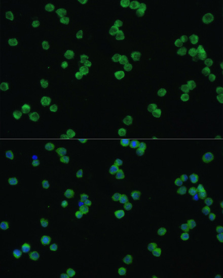 Anti-LZTR1 Antibody (CAB7350)