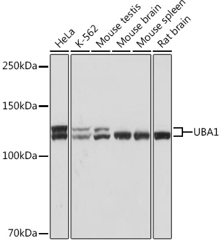 Anti-UBA1 Antibody (CAB9254)