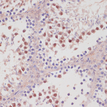 Anti-RXRG Antibody (CAB1877)